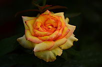 ��ɫõ�廨������дͼƬ