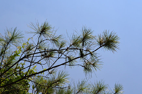 ��ɫ����������֦ͼƬ