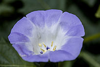 ��ɫ��С����