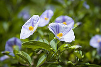 ��ɫ��С����