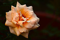 õ�廨�ʻ���дͼƬ