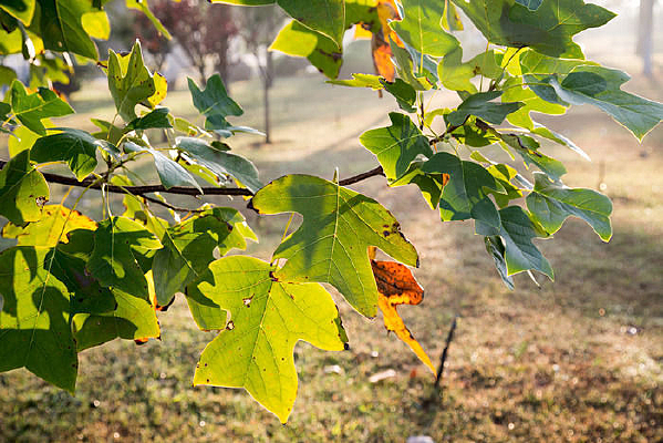 ����е���ͩ��Ҷ