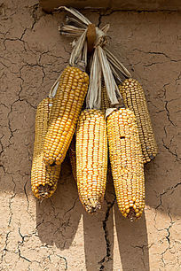 ǽ������