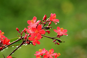 ��Ҷɺ���ز�