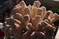 ɺ��װ��Ʒ�ز�ͼƬ