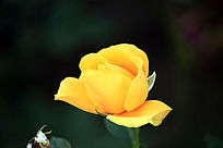 �����µĻ��¼���