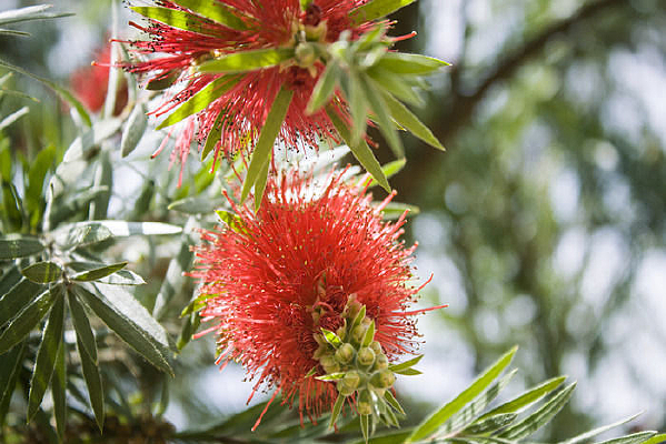 �����Ҷ��