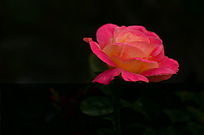 һ��������õ�廨