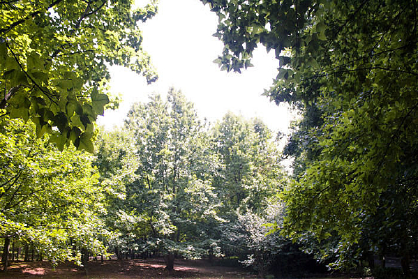 һƬ�д������