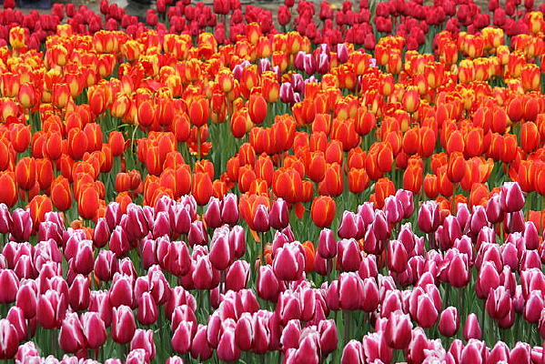 �����㻨��