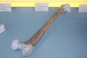 ����ֱ���˱۹ǻ�ʯ