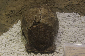 ����ֱ����ͷ�ǹǻ�ʯ