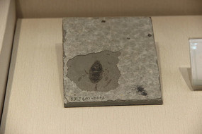 ��֫��β�׻�ʯ