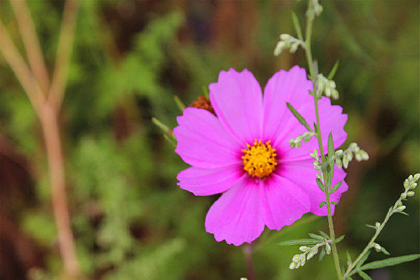 ����Ұ��