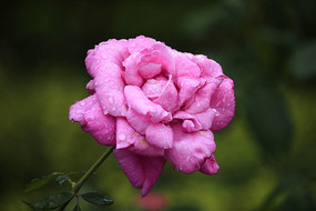 ��ɫ��ˮ���ʢ���¼���