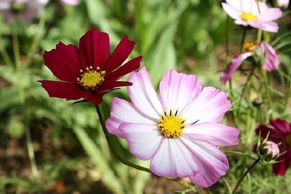 ��ɣ������