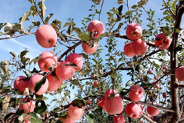 ������ƻ��