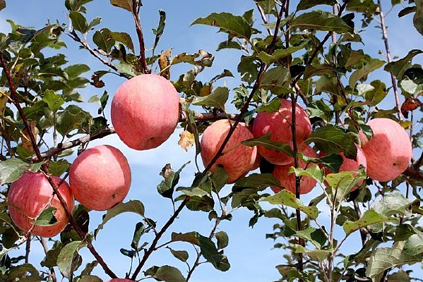 ������ƻ��