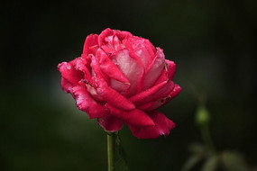 ��ɫ��ˮ���ʢ���¼���