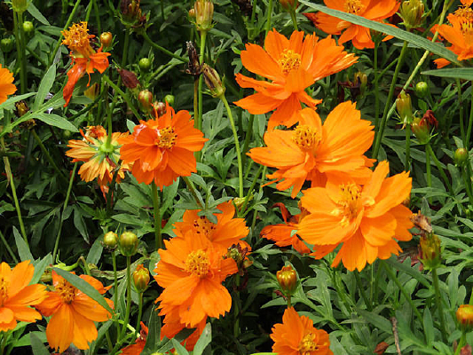 ��ɫ����Ӱ