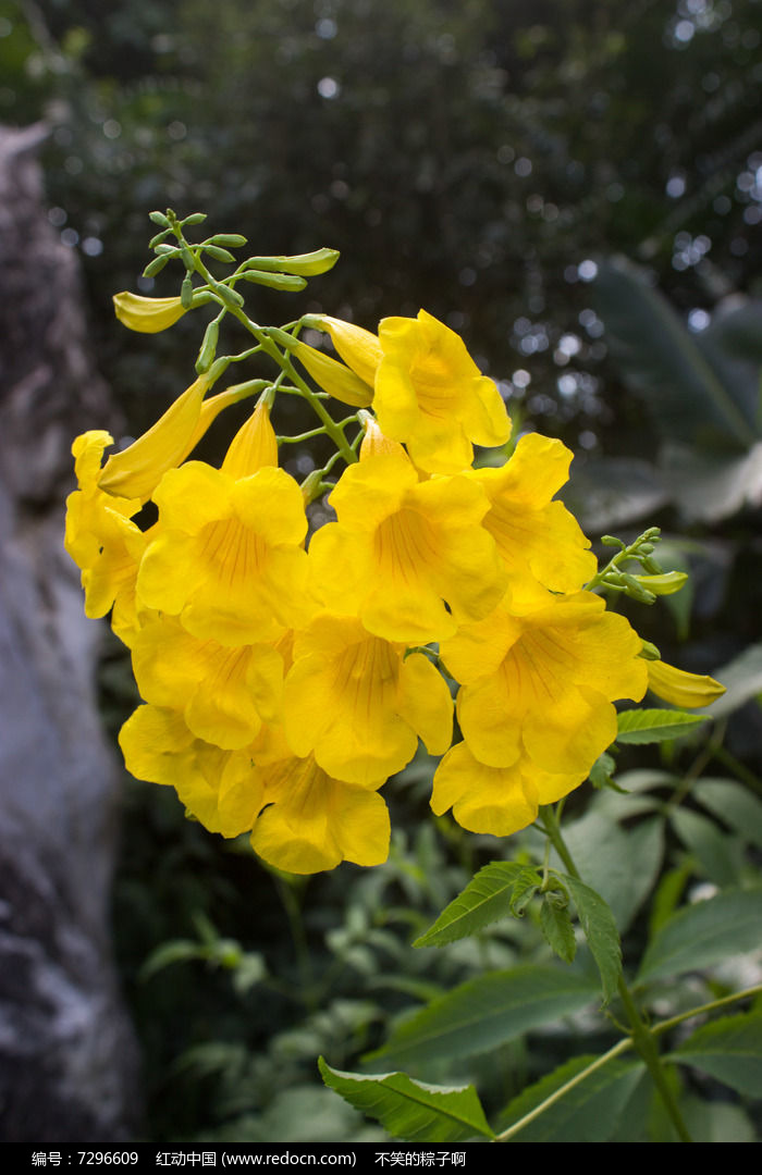 黄钟花特写