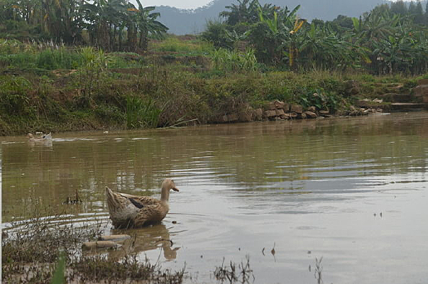 �����ϵ�һֻѼ��