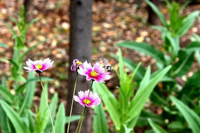 �������ɣ��