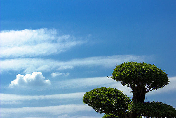 ����СҶ��