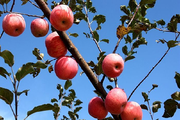 ��Ҷ��ƻ��