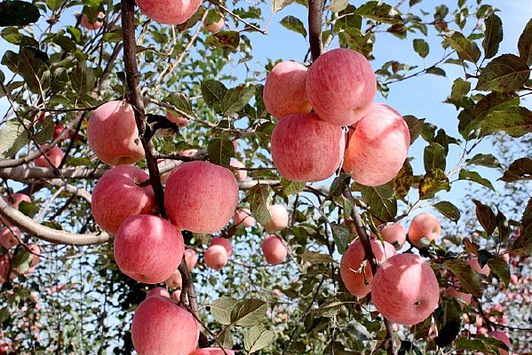 ������ƻ��