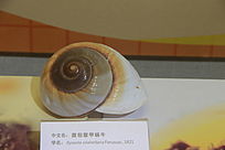 ţ