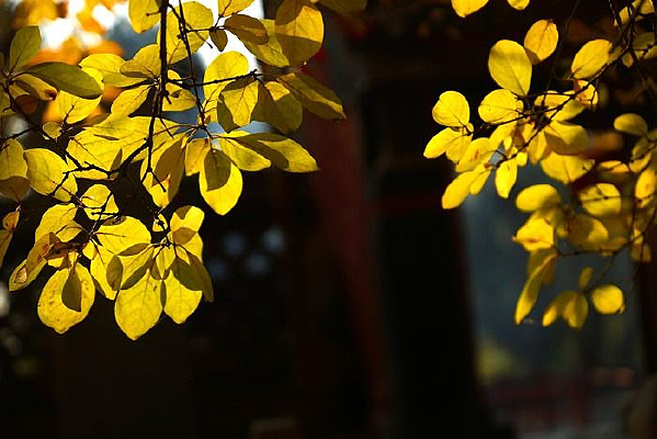 ��������Ƶ���Ҷ