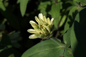 ǳ����ɫ�İ��ղݻ���