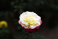 ˫ɫ��ˮ�¼�