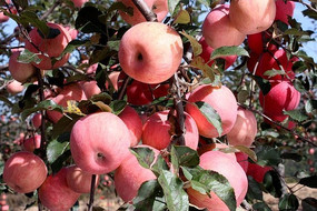 �����µ�ƻ��