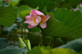 һ�使�ߵĺɻ�ͼƬ