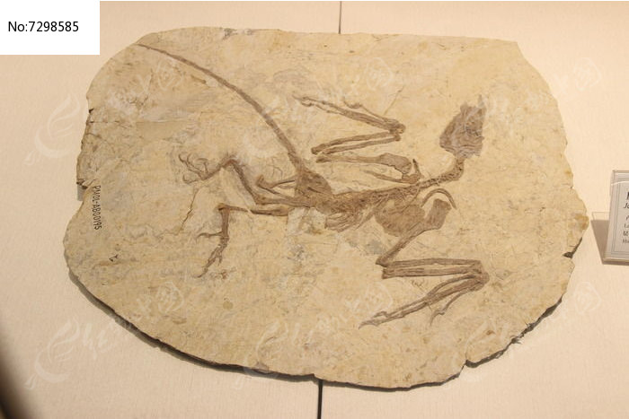 原石热河鸟化石