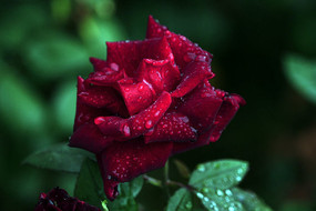 ���ʢ�����¼���