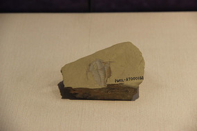 �л����������滯ʯ