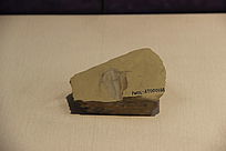 л滯ʯ