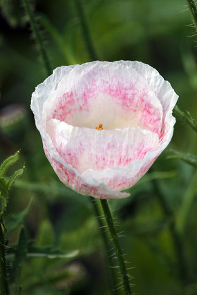 �׷������ڻ�