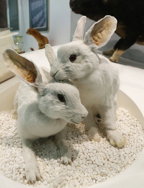 ��ɫ���ӱ걾