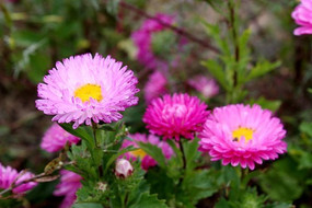 �����ľջ�