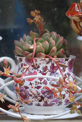 ����ֲ������