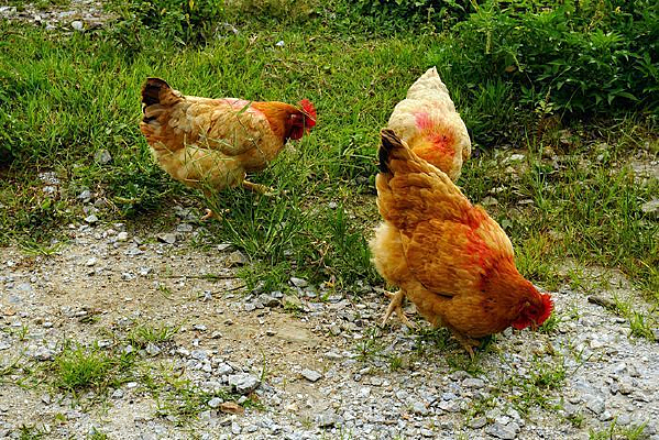 ��������