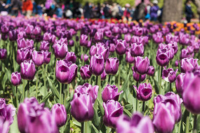 �ۺ������㻨��