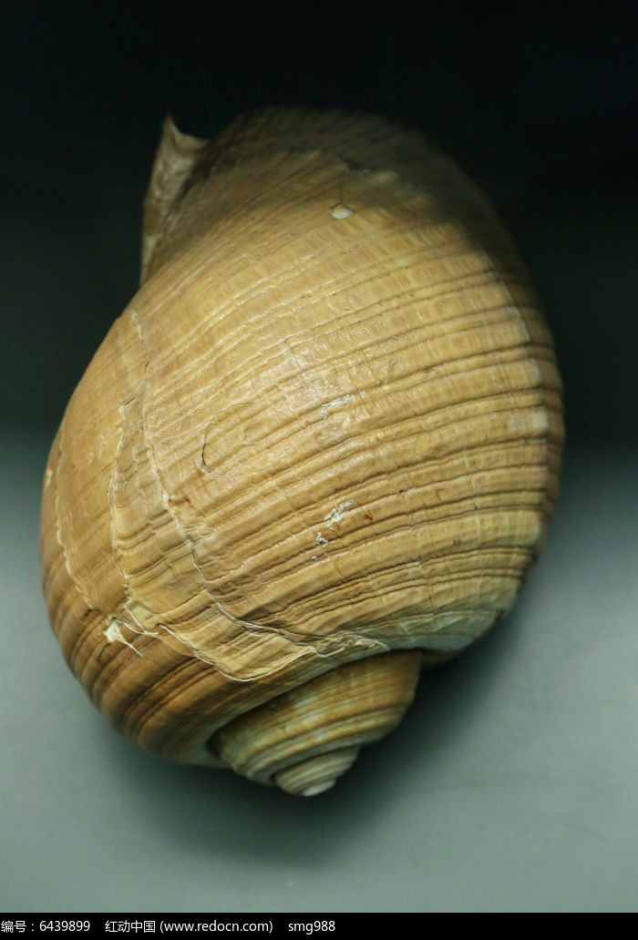 海洋生物贝类带鹑螺标本