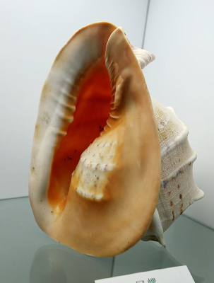 �������ﱴ����ݱ걾