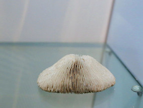 �������ﱴ��ʯ֥ɺ���걾