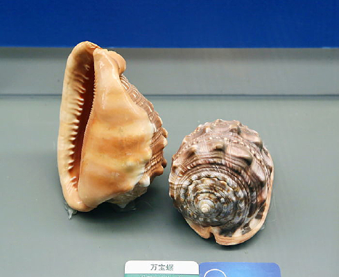 �������ﱴ�����ݱ걾